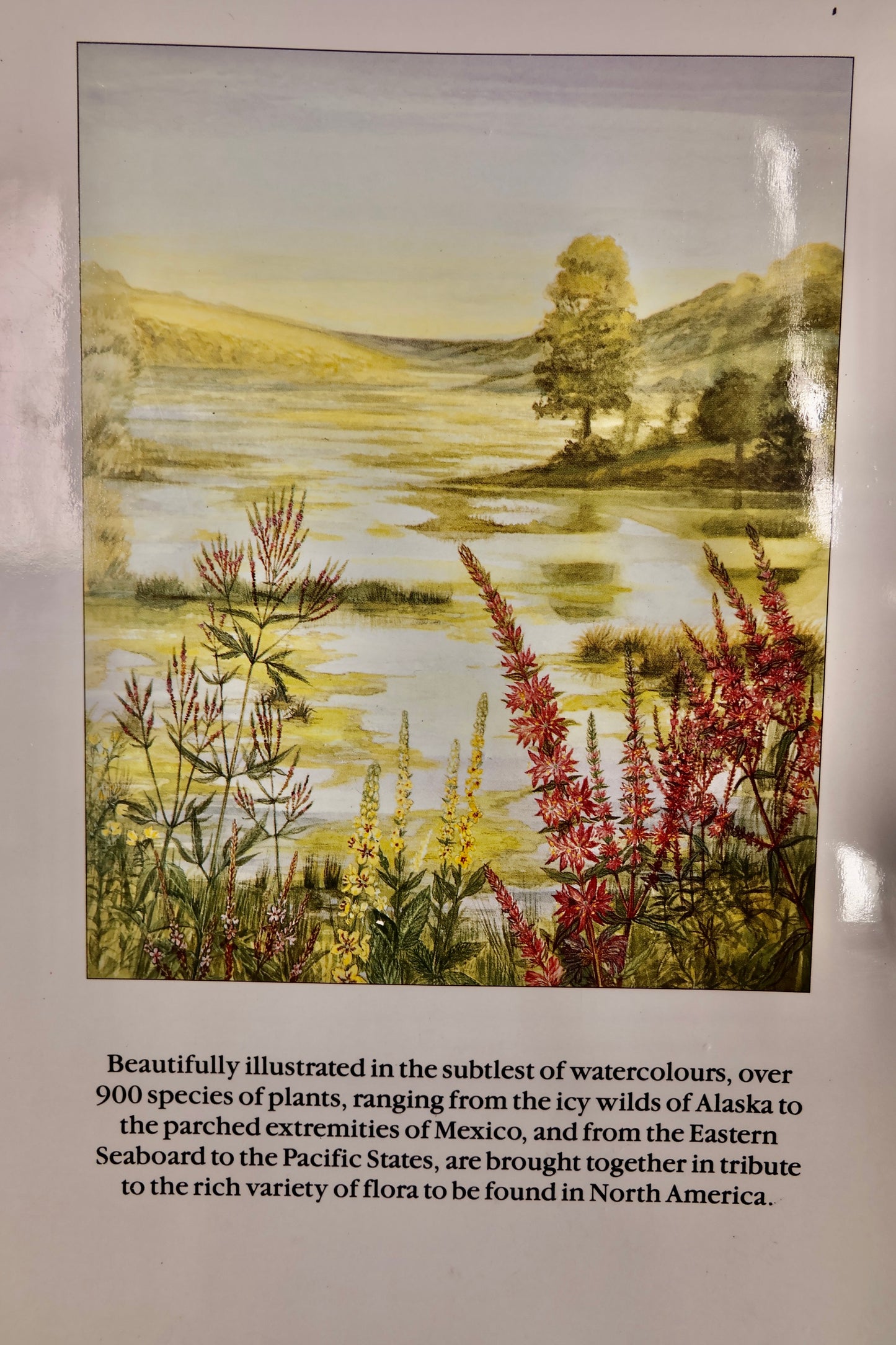 Wild Flowers Of North America Book