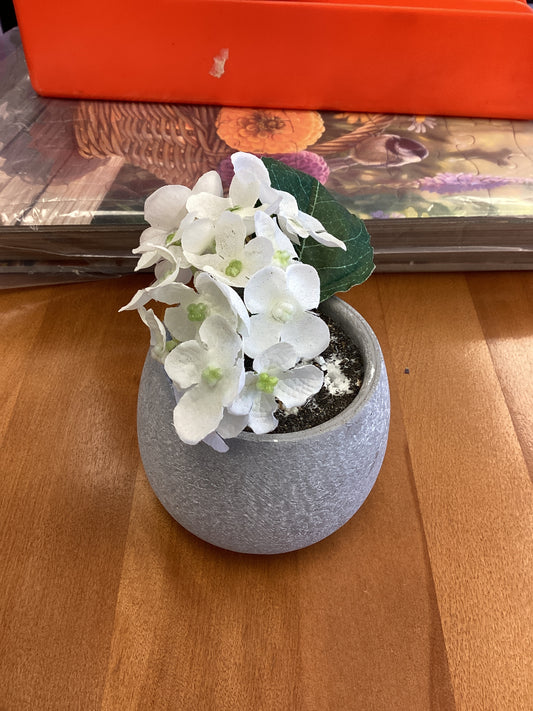 Decorative plant
