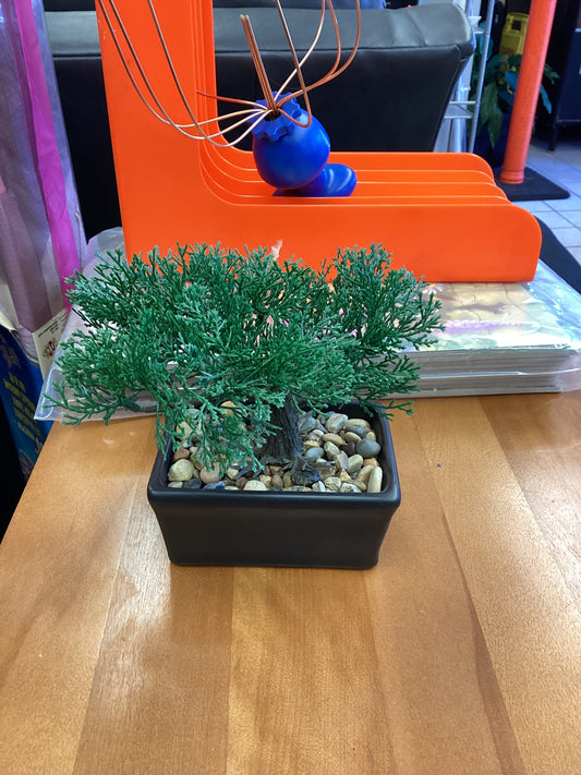 Bonsai tree